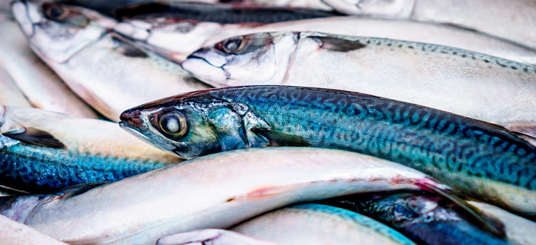 A pile of mackerel.