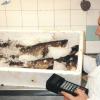 Man standing next to  box filled with fish on ice