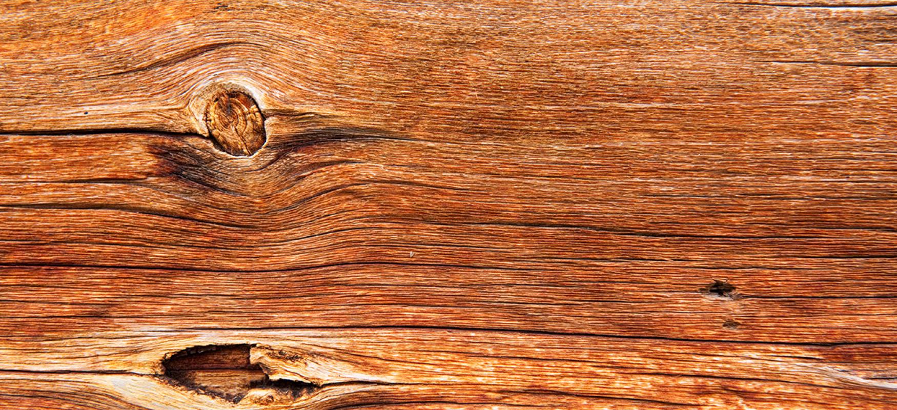 Closeup of a tree