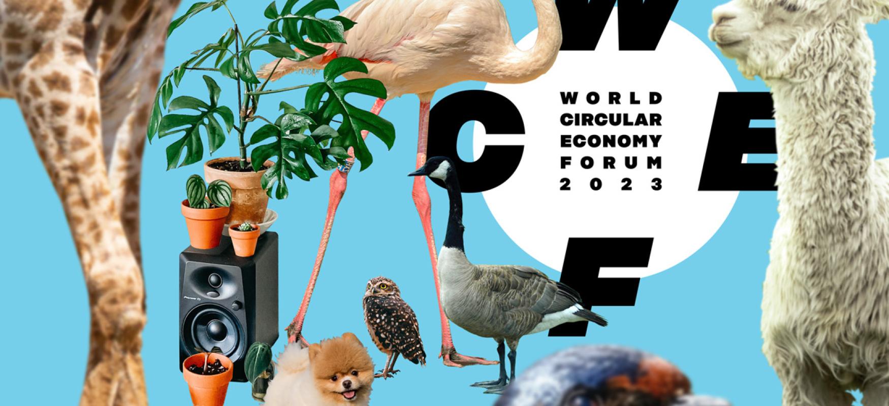WCEF2023 news piece